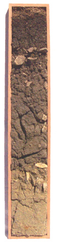 Bodenlackprofil aus kalkhaltigen Brauerde Pelosol aus Tonen des Oberen Braunjuar (Bodenlehrpfad Beuren)